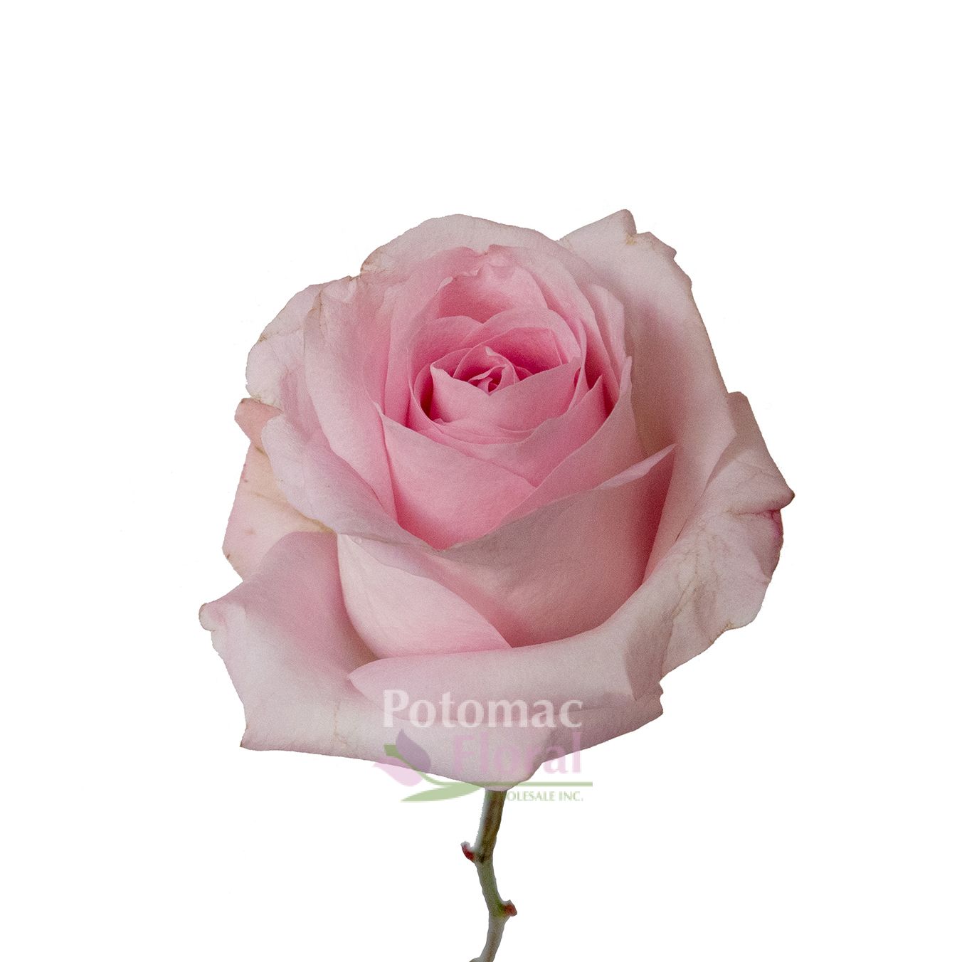 Sweet Akito Rose baby Light Pink, 50 cm - Potomac Floral Wholesale